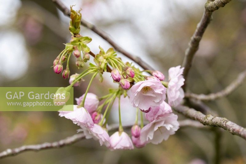 Prunus 'Ichiyo' - in Spring