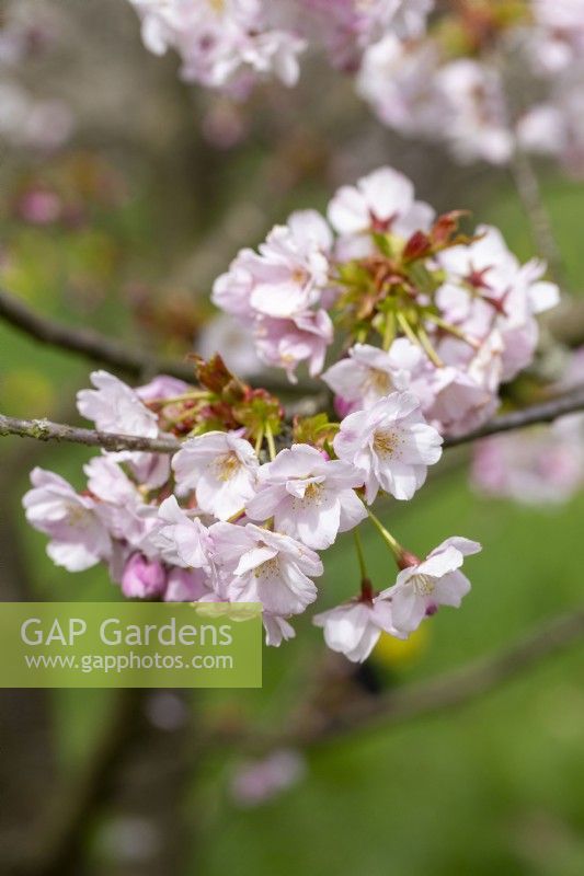 Prunus 'Matsumae-yae-goromo' - in Spring