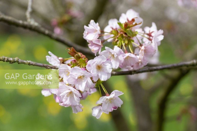 Prunus 'Matsumae-yae-goromo' - Spring