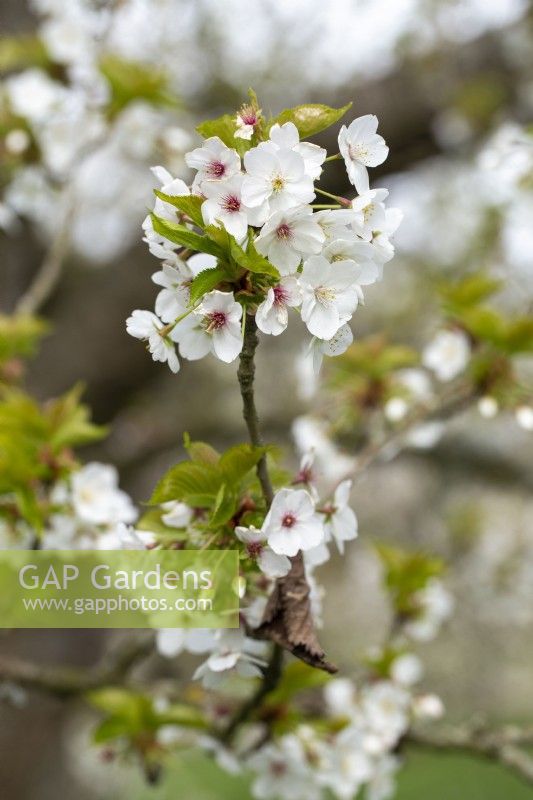 Prunus 'Umineko' - in Spring