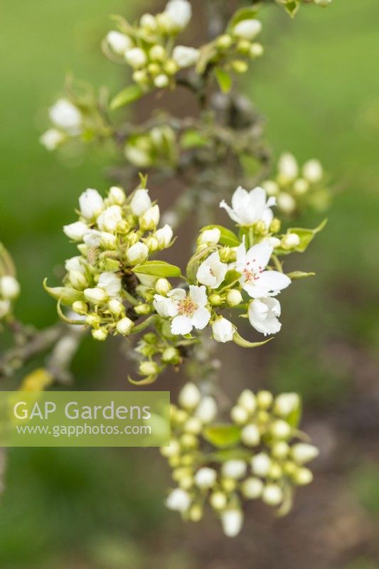Pyrus ussuriensis - pear tree in spring