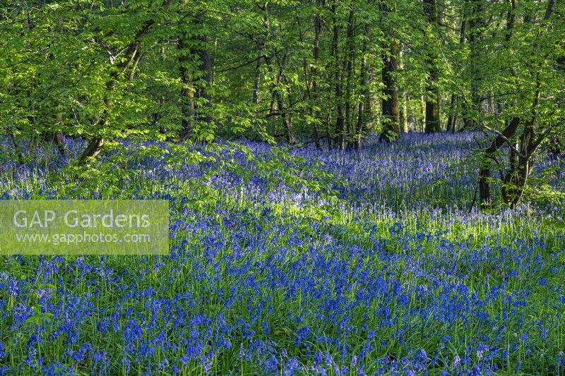 View of a woodland carpeted with Hyacinthoides non-scripta flowering in Spring - April