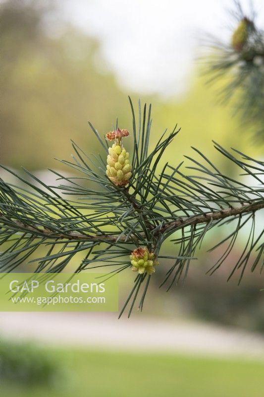 Pinus sylvestris - Male Scots pine cones in spring