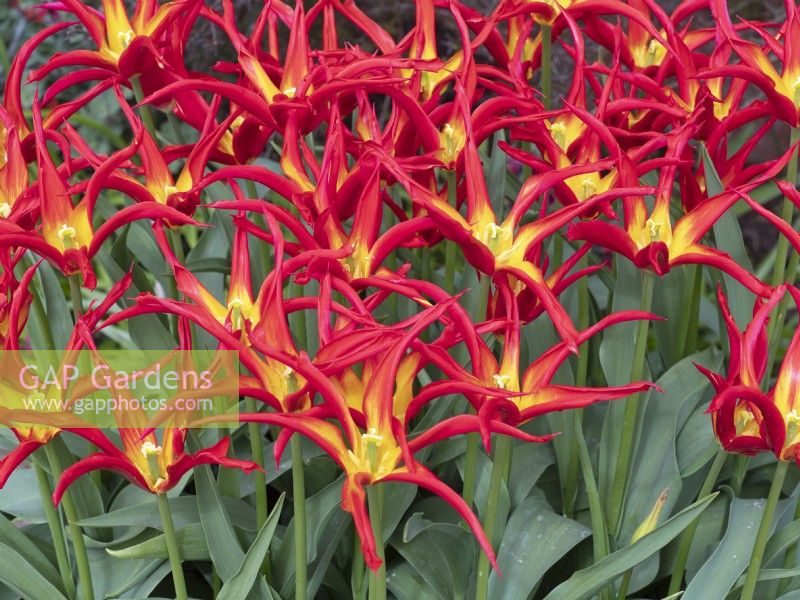 Tulipa 'Go Go Red' Tulip Lily-flowered Group  April  Spring