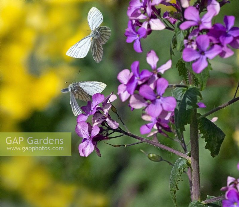 Green veined white butterfly - Pieris napi  April Spring   feeding on Lunaria annua  Honesty