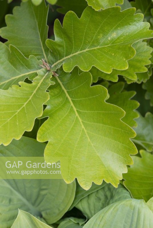Quercus dentata 'Carl Ferris Miller' - Daimyo Oak tree foliage
