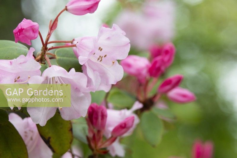 Rhododendron 'Brocade'