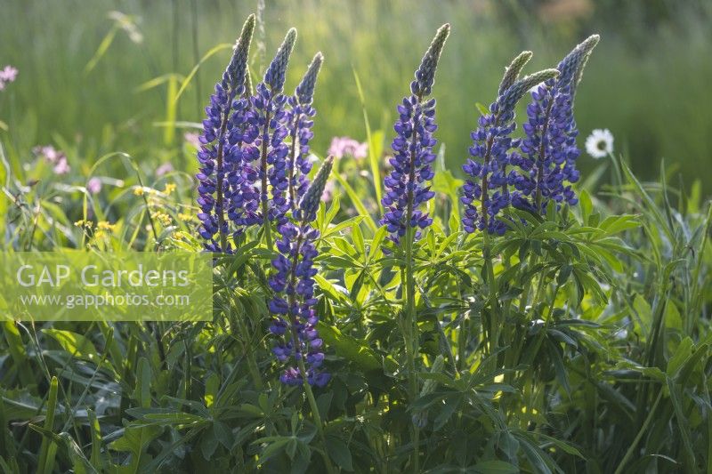 Lupinus polyphyllus in the meadow