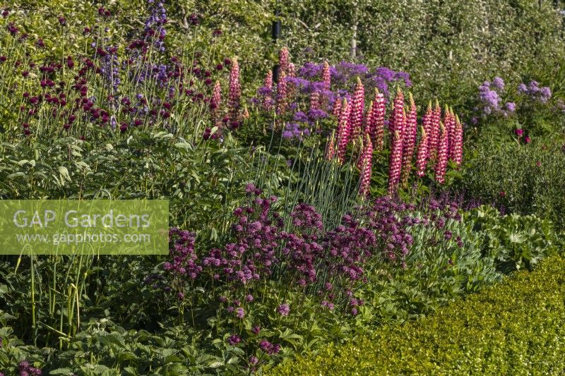Mixed perennial border planted with Lupinus West Country 'Rachel De Thame', Astrantia major 'Star of Beauty' and Cirsium rivulare 