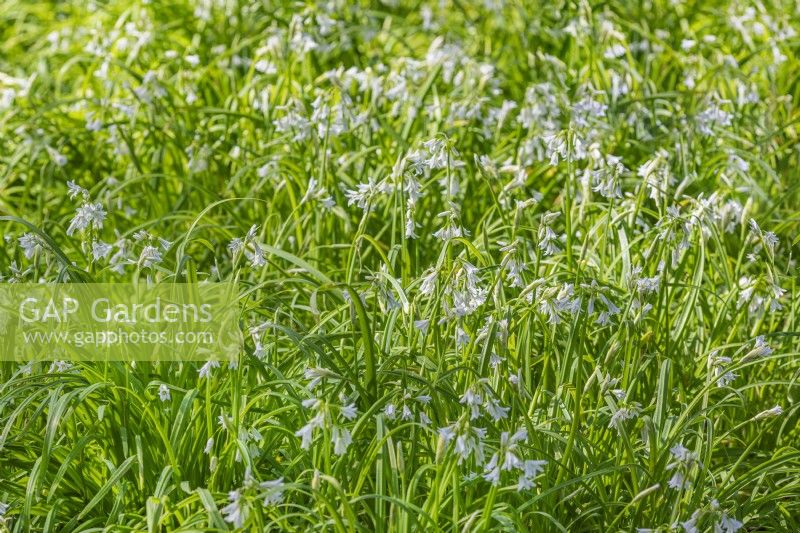 Allium triquetrum flowering in Spring - April