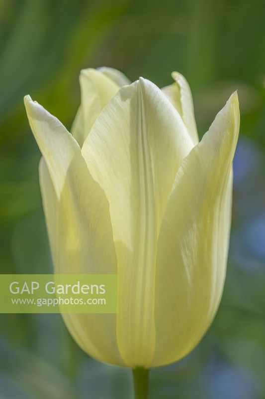 Tulipa 'Elegant Lady' flowering in Spring - May