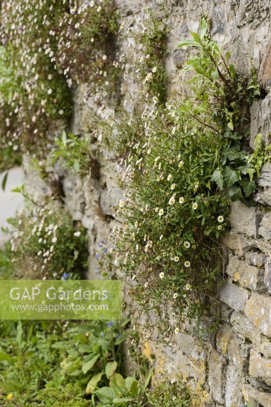 Erigeron karvinskianus growing in a stone wall in April