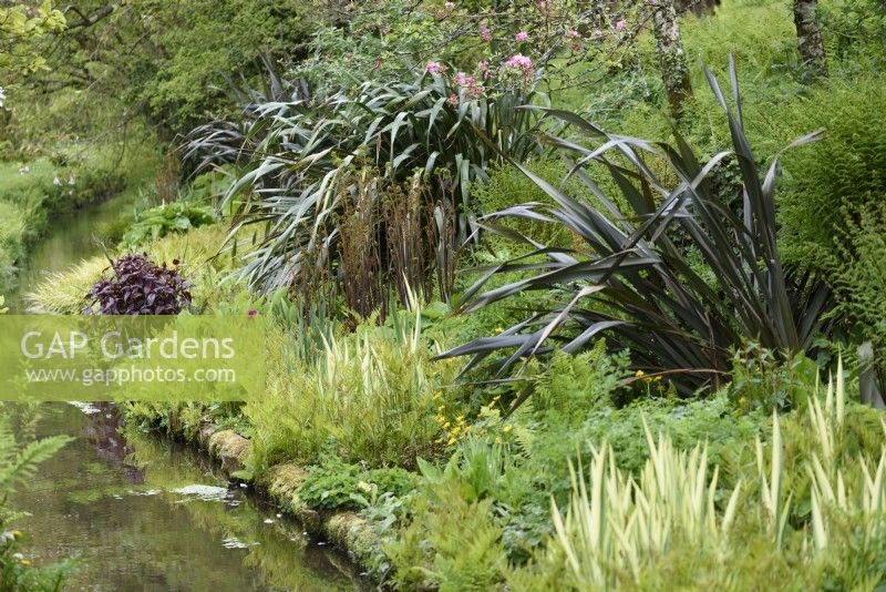 Dark purple phormium amongst ferns and variegated iris at Docton Mill in April