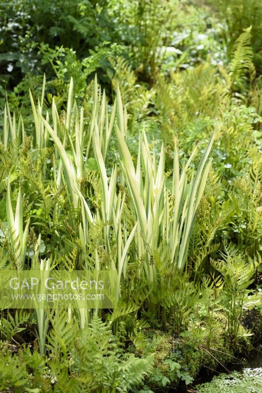 Iris pallida 'Argentea Variegata' amongst ferns in April