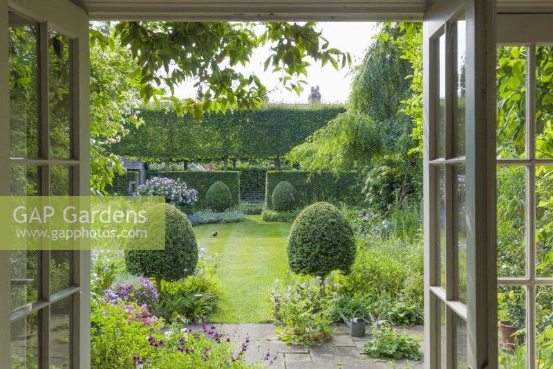 View through french doors across a small paved terrace towards a secluded formal town garden with Box topiary, neatly trimmed hedges and pleached trees. Lawn surrounded by beds filled with a wide variety of perennials. June.