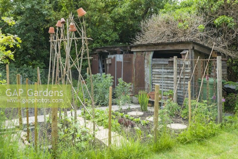 Garden vegetable patch arranged with paths and stepping stones for access and surrounded by a protective fence of chicken wire. Climbing beans on  a hazel rod support and an old timber shed with corrugated iron roof June.