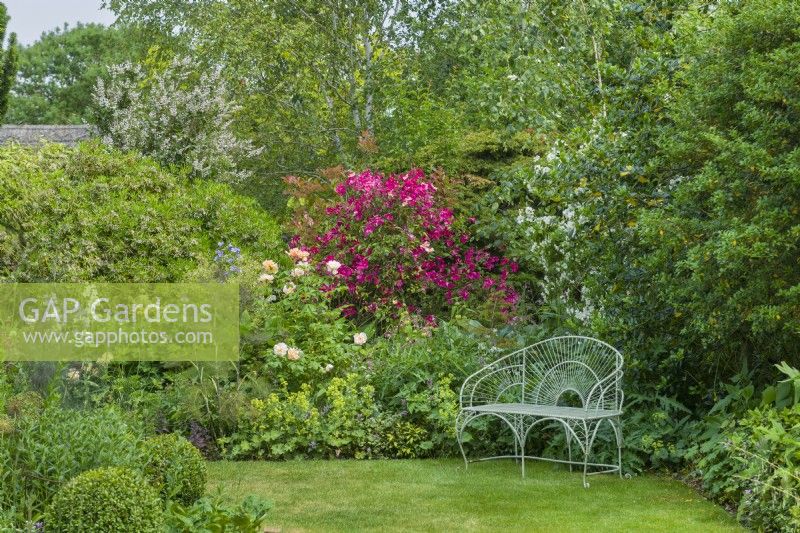 Rosa x odorata 'Mutabilis' in a mixed border with other shrubs including chiosya and philadelphus. Painted wirework seat on the lawn in front. June,