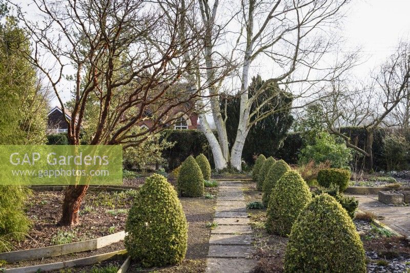 Slab and gravel path framed by cones of Buxus sempervirens 'Elegantissima' leads toward a white stemmed Betula mandshurica at Ivy Croft garden in January