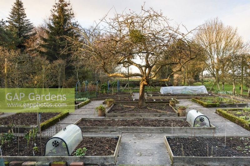 Vegetable garden with a central medlar tree and raised beds at Ivy Croft in January