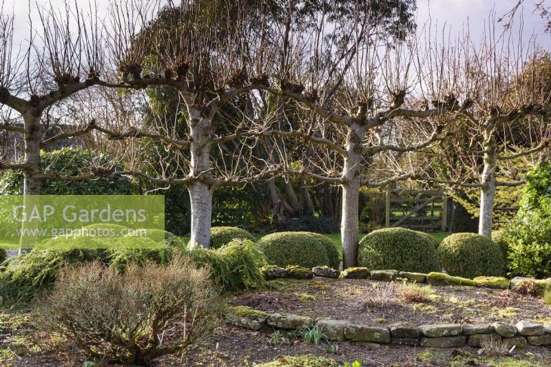 Pleached lime trees above clipped box bushes at Ivy Croft in January