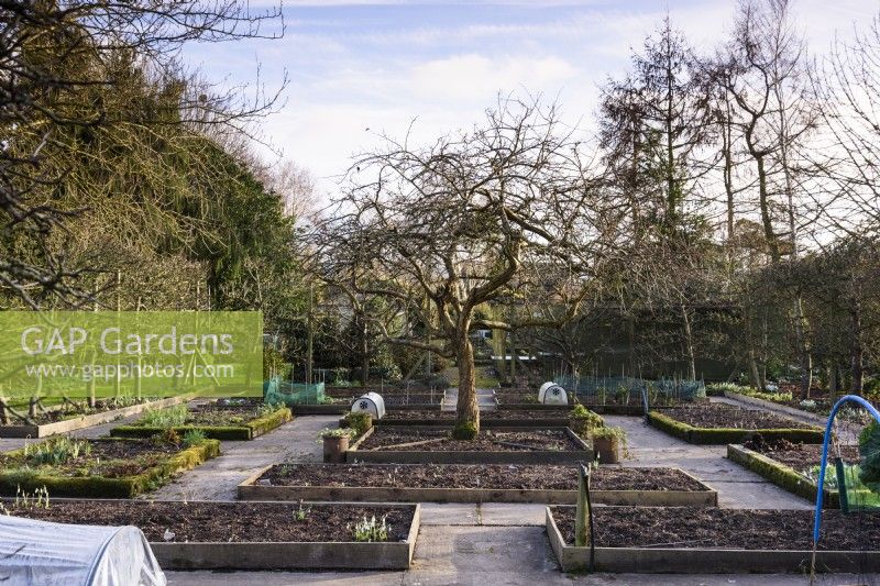 Medlar tree in the centre of a formal vegetable garden with raised beds at Ivy Croft in January