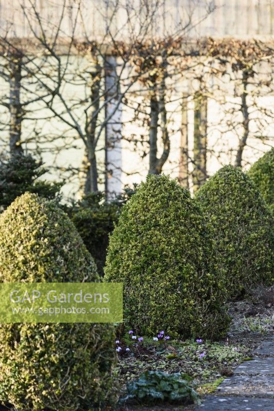 Row of clipped variegated box, Buxus sempervirens 'Elegantissima' in January at Ivy Croft