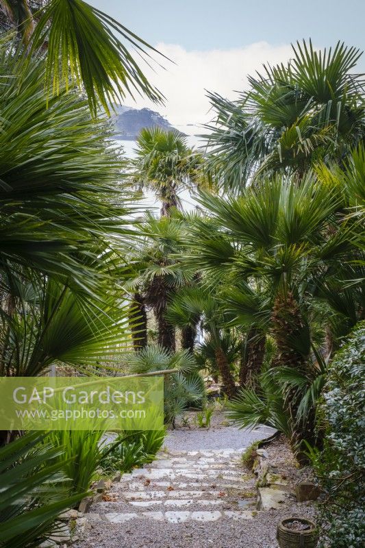 Trachycarpus and Chamaerops palm trees growing alongside steps through tropican style garden, view of St Mawes Harbour