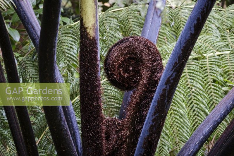 Cyathea medullaris - Black Tree Fern