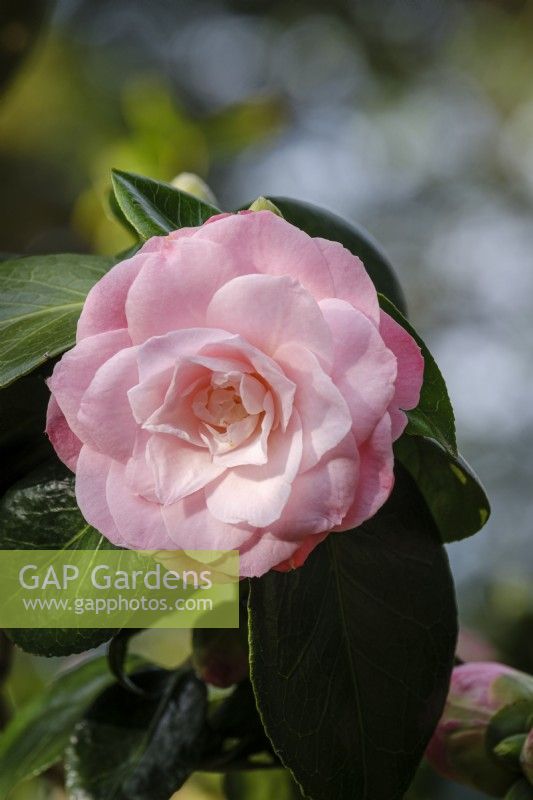 Camellia 'Berenice Perfection'