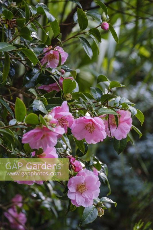 Unknown pink Camellia in spring garden