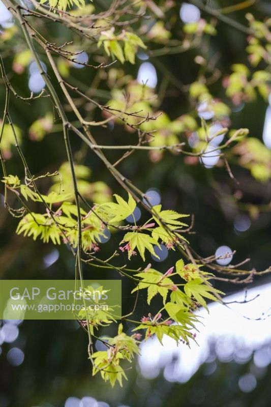 Emerging Japanese maple foliage, Acer palmatum