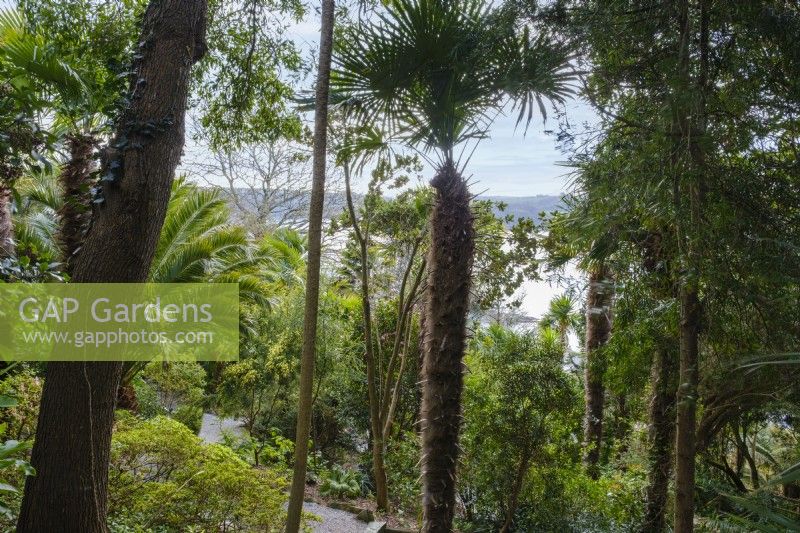 View across semi tropical garden with many hardy palm trees, to St Mawes Harbour