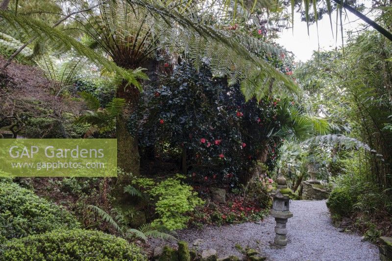 Japanese stone lantern in hidden garden beneath ferns and camellia'