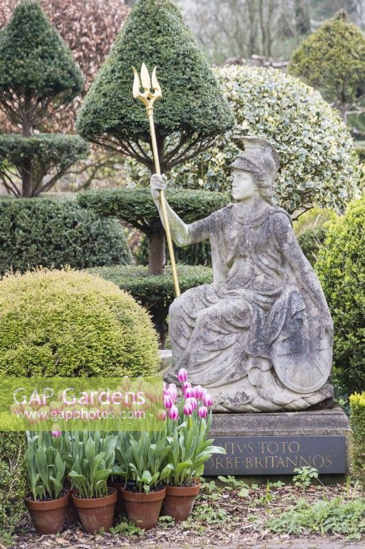 Statue of Britannia with latin inscription and terracotta pots with tulips. Topiary of Yew behind. April. Spring. 