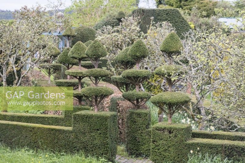 Chess piece style topiary in Yew with Yew hedges. April. Spring. 