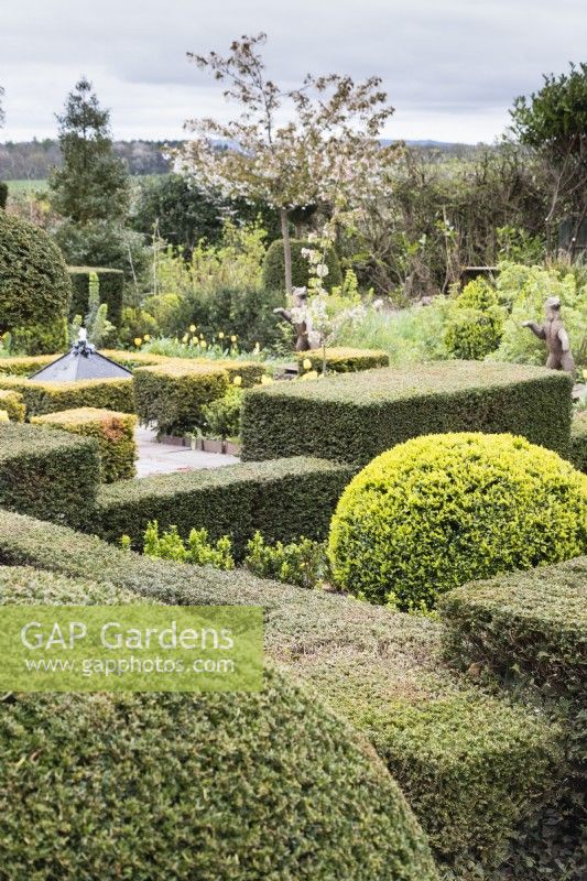 View across the Howdah Garden. Clipped hedges of Yew, round mound of Box. April, Spring. 