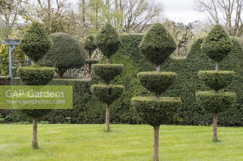Chess piece topiaries of Yew with Yew hedge behind in the Topiary Garden. April. Spring. 