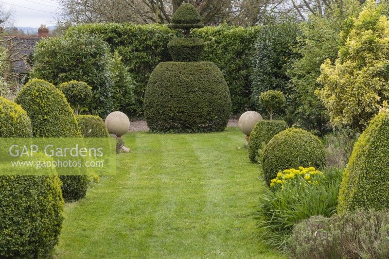 Grass avenue leading to topiary Yew with topiary yew either side. April. Spring.