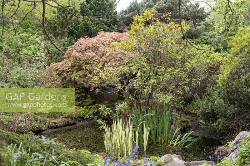 Acer palmatum Heptalobum 'Rubrum'
Water feature. Pond. Leicester Botanical Gardens. 