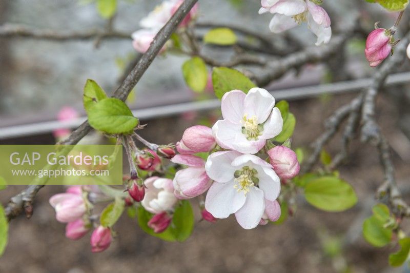 Malus Domestica 'Bright future' apple blossom