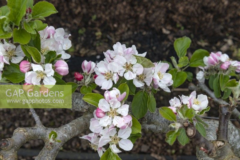 Malus domestica 'Winter pearmain' apple blossom