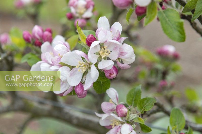 Malus domestica 'Limelight' apple blossom