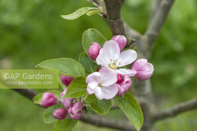 Malus domestica 'Grandpa Buxton' apple blossom
