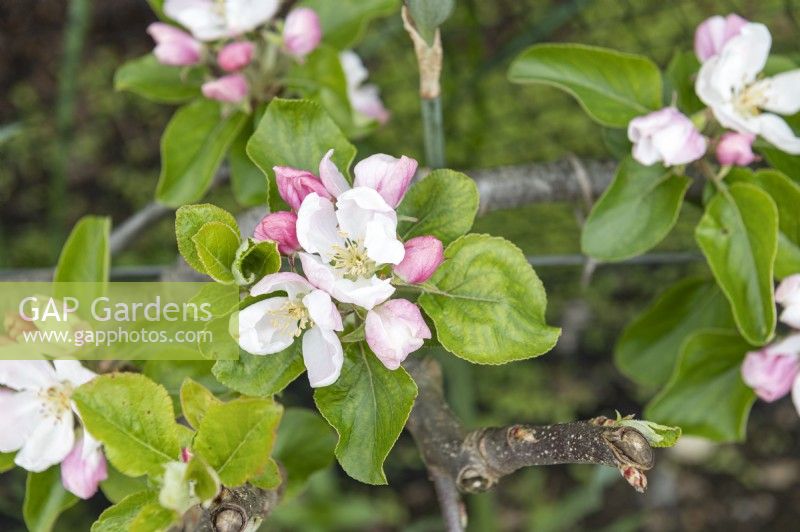 Malus domestica 'Reverend W. Wilks' apple blossom
