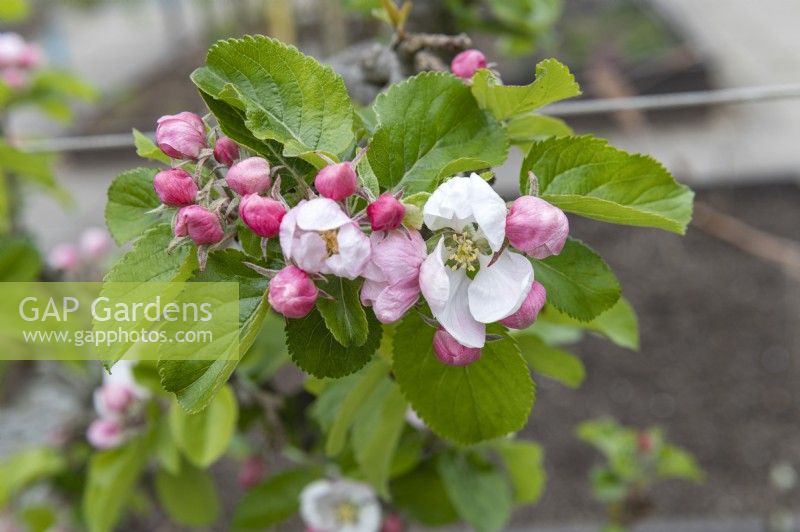 Malus Domestica 'Falstaff' apple blossom