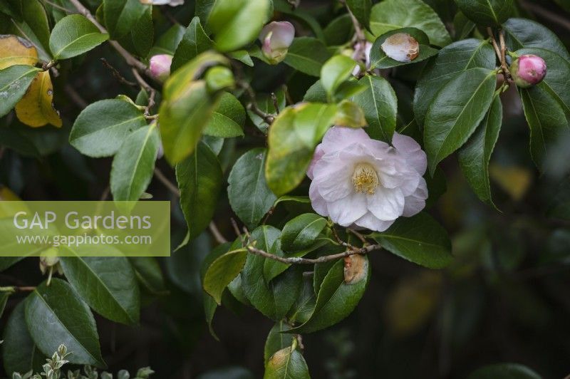Camillia japonica 'April Blush'