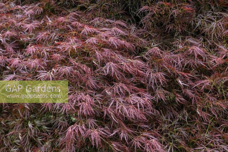 Acer palmatum var dissectum 'Atropurpureum' Japanese Maple