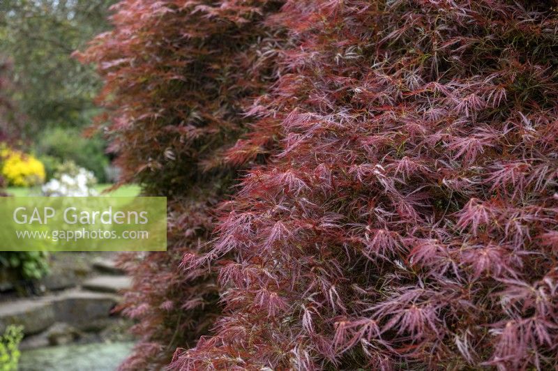 Acer palmatum var dissectum 'Artropurpureum' Japanese Maple