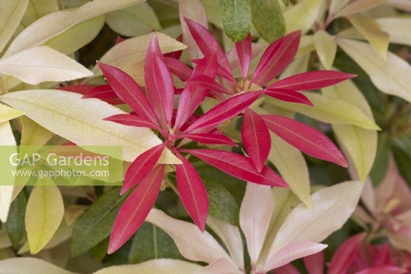 Pieris 'Forest Flame', May