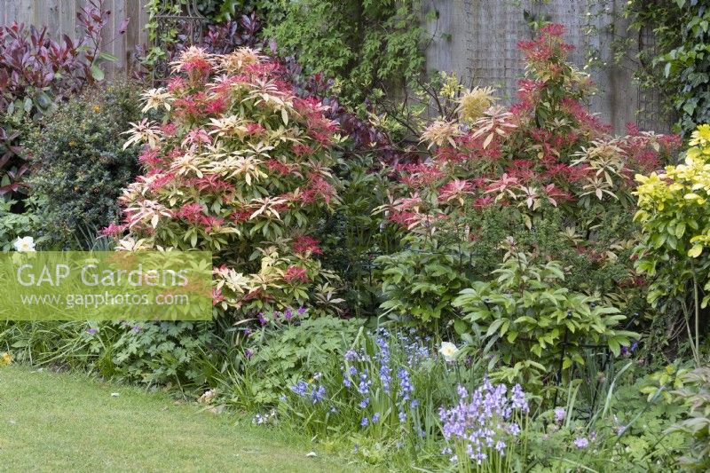Pieris 'Forest Flame', in mixed border, May